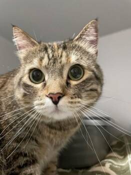 Tig -  Domestic Short Hair Cat for Adoption in Hayward, Wisconsin - Tig | PetCurious