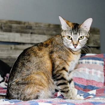 Rescue Domestic Short Hair Cats for Adoption in Oklahoma City, Oklahoma - Shelby - F-21584 | PetCurious