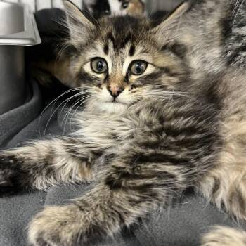 Domestic Long Hair Cats Available for Adoption in Idaho Falls, Idaho - Cinnamon | PetCurious