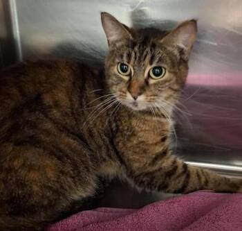 Domestic Short Hair Cats Available for Adoption in Vancouver, Washington - Sarah | PetCurious