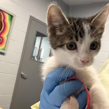 Spruce -  Domestic Short Hair Cat for Adoption in Chicago, Illinois - Spruce | PetCurious