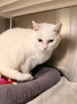Mozzarella -  Domestic Medium Hair Cat for Adoption in Fayetteville, Arkansas - Mozzarella | PetCurious