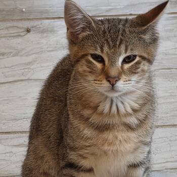 Twizzler -  Domestic Short Hair Cat for Adoption in West Warwick, Rhode Island - Twizzler | PetCurious