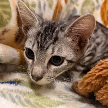 Invisi-Billy -  Domestic Short Hair Cat for Adoption in Goleta, California - Invisi-Billy | PetCurious