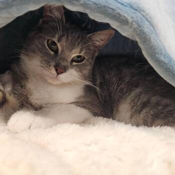 Domestic Short Hair Cats Available for Adoption in Hedgesville, West Virginia - Trace | PetCurious