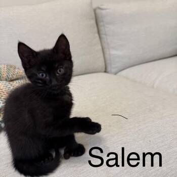 Domestic Short Hair Cats Available for Adoption in Topsham, Maine - Salem  | PetCurious