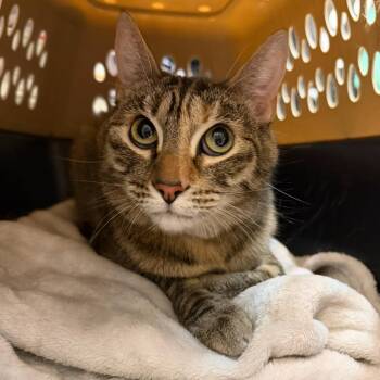 Clementine -  Domestic Short Hair Cat for Adoption in Las Vegas, Nevada - Clementine | PetCurious