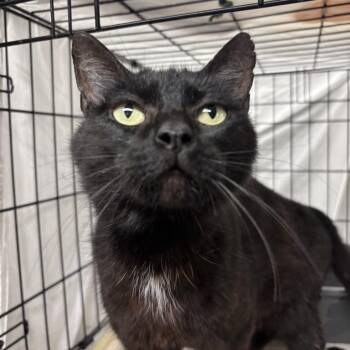 Domestic Short Hair Cats Available for Adoption in New York, New York - Bellatrix | PetCurious