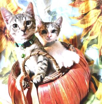 Tim and Cole (Bonded Brothers) -  Domestic Short Hair Cat for Adoption in Kenhorst, Pennsylvania - Tim And Cole (Bonded Brothers) | PetCurious