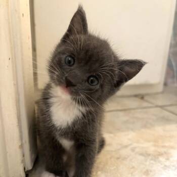 Rescue American Shorthair Cats for Adoption in Long Beach, California - Winnie | PetCurious