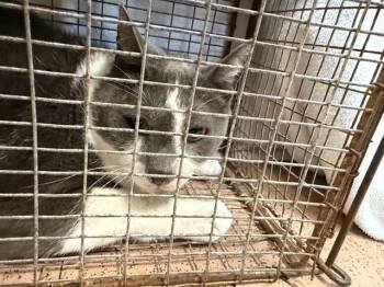 Domestic Short Hair Cats Available for Adoption - JEN | PetCurious