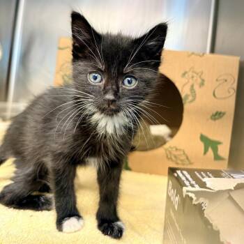 Tequila -  Domestic Short Hair Cat for Adoption in Palm Springs, California - Tequila | PetCurious
