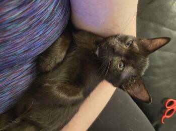 Yoshi -  Domestic Short Hair Cat for Adoption in Philadelphia, Pennsylvania - Yoshi | PetCurious