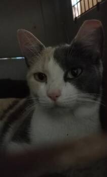 Patches & her 3 kittens (1 girl & 2 boys) EXTREMELY URGENT - FOS -  Domestic Short Hair and Siamese Cat Available for Adoption in Cookeville, Tennessee - Patches & Her 3 Kittens (1 Girl & 2 Boys) EXTREMELY URGENT - FOS | PetCurious