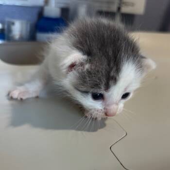 Rescue Domestic Short Hair Cats for Adoption in Kyle, Texas - SPACE COWBOY | PetCurious