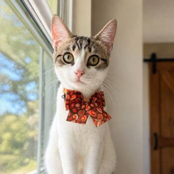 Azalea Blanket Buttercup -  Tabby and Domestic Short Hair Cat for Adoption in Friendswood, Texas - Azalea Blanket Buttercup | PetCurious