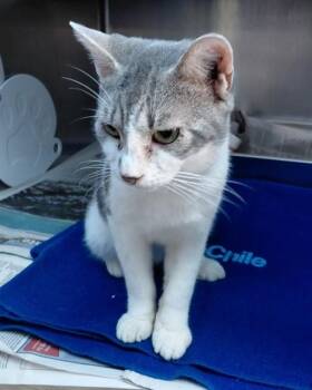 NIMBUS -  Domestic Short Hair Cat for Adoption in Fort Lauderdale, Florida - NIMBUS | PetCurious