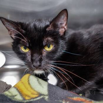 Rescue Domestic Short Hair Cats for Adoption - Befina | PetCurious