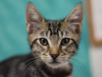 Ashton -  Domestic Short Hair Cat for Adoption in Portland, Oregon - Ashton | PetCurious