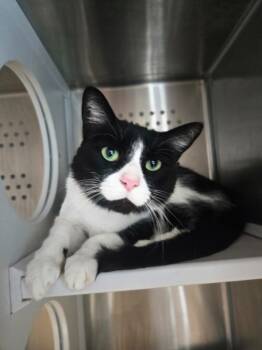 Rescue Domestic Short Hair Cats for Adoption in Dearborn, Michigan - Oreo Milkshake | PetCurious