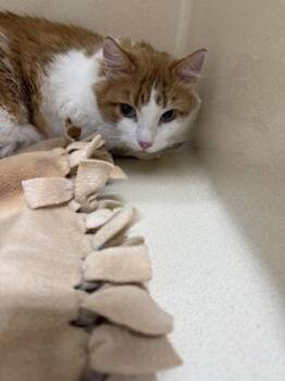 Matteo -  Domestic Medium Hair and Domestic Short Hair Cat for Adoption in Pequot Lakes, Minnesota - Matteo | PetCurious