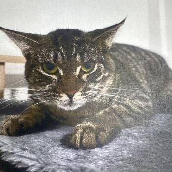 Domestic Short Hair Cats Available for Adoption in Buffalo, New York - Tammy | PetCurious