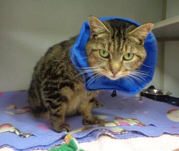 Rescue Tiger Cats for Adoption in Delhi, New York - URSA | PetCurious