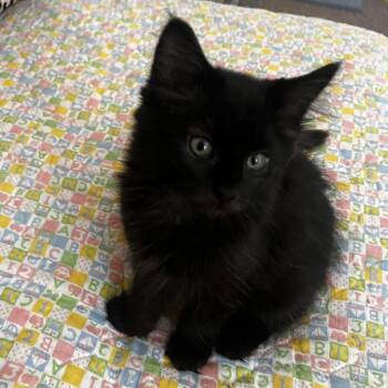 Toast -  Domestic Long Hair Cat for Adoption in Wyandotte, Michigan - Toast | PetCurious