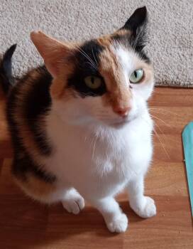Rescue Calico Cats for Adoption in Charlotte, North Carolina - Stella | PetCurious