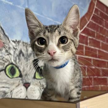 Elroy -  Domestic Short Hair Cat for Adoption in Laredo, Texas - Elroy | PetCurious