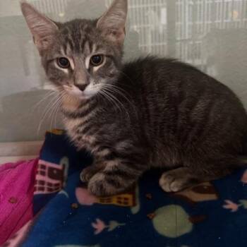 Tank -  Domestic Short Hair Cat for Adoption in Hutchinson, Minnesota - Tank | PetCurious