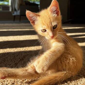 Professor (blue) -  Domestic Short Hair Cat Available for Adoption in Talent, Oregon - Professor (blue) | PetCurious