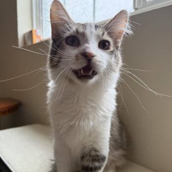 Domestic Short Hair Cats Available for Adoption in Dekalb, Illinois - Dexter | PetCurious