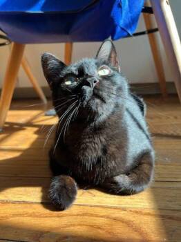 Rescue Domestic Short Hair Cats for Adoption in Edmond, Oklahoma - Cauldron | PetCurious