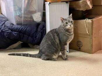 American Shorthair and Domestic Short Hair Cats Available for Adoption in Fairfax, Virginia - Puma | PetCurious
