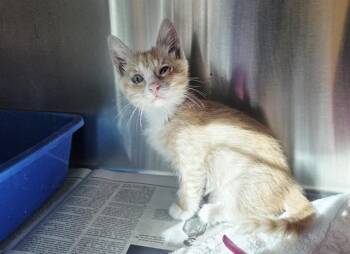 A1053564 -  Domestic Short Hair Cat for Adoption in Martinez, California - A1053564 | PetCurious