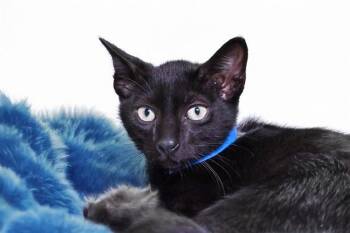 BENITO -  Domestic Short Hair Cat Available for Adoption in Fort Lauderdale, Florida - BENITO | PetCurious