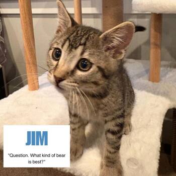 Jim Swenson -  Domestic Short Hair Cat for Adoption in Eagle Mountain, Utah - Jim Swenson | PetCurious