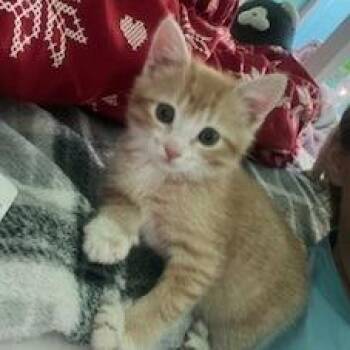 Domestic Short Hair Cats Available for Adoption in Phoenix, Arizona - Blanc | PetCurious