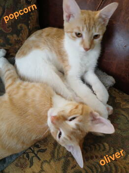 Rescue Domestic Short Hair Cats for Adoption in Longwood, Florida - Popcorn | PetCurious