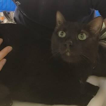 Rock Lobster -  Domestic Short Hair Cat for Adoption in Baltimore, Maryland - Rock Lobster | PetCurious