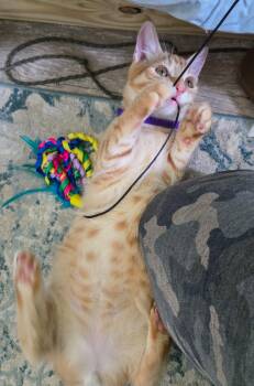 Lannister -  Domestic Short Hair and Tabby Cat for Adoption in Pompano Beach, Florida - Lannister | PetCurious