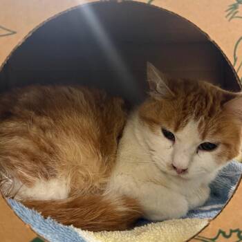 Domestic Short Hair Cats Available for Adoption in Reno, Nevada - Sora | PetCurious