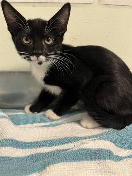OVEN* -  Domestic Short Hair Cat for Adoption in Santa Cruz, California - OVEN* | PetCurious
