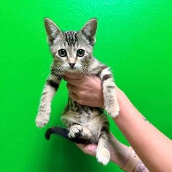 Yara -  Domestic Short Hair Cat for Adoption in Cheyenne, Wyoming - Yara | PetCurious