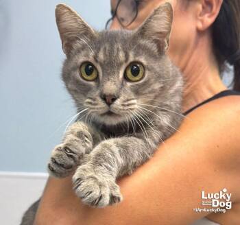 Earhart -  Domestic Short Hair Cat for Adoption in Washington, District Of Columbia - Earhart | PetCurious