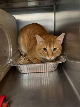 REID -  Domestic Short Hair Cat for Adoption in Louisville, Kentucky - REID | PetCurious