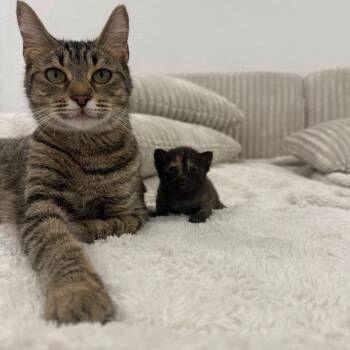 Luna -  Domestic Short Hair Cat for Adoption in West Palm Beach, Florida - Luna | PetCurious