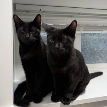Saki & Miso -  Domestic Short Hair Cat for Adoption in Mokena, Illinois - Saki & Miso | PetCurious