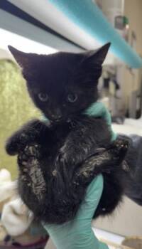 THANOS -  Domestic Short Hair Cat for Adoption in Riverside, California - THANOS | PetCurious